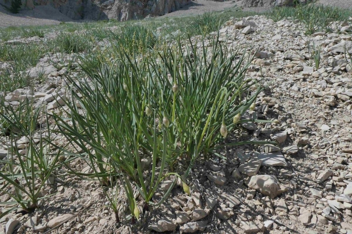 Aglio narciso 17