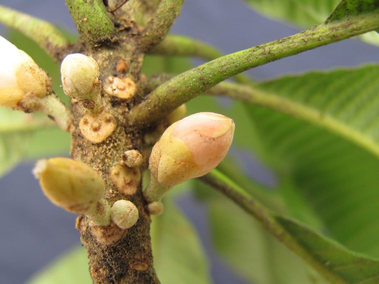 Pouteria