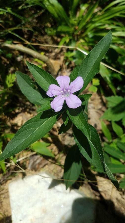 Ruellia 16