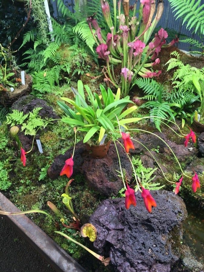 Masdevallia 7