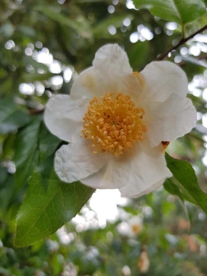 Camelia dello Yunnan 4