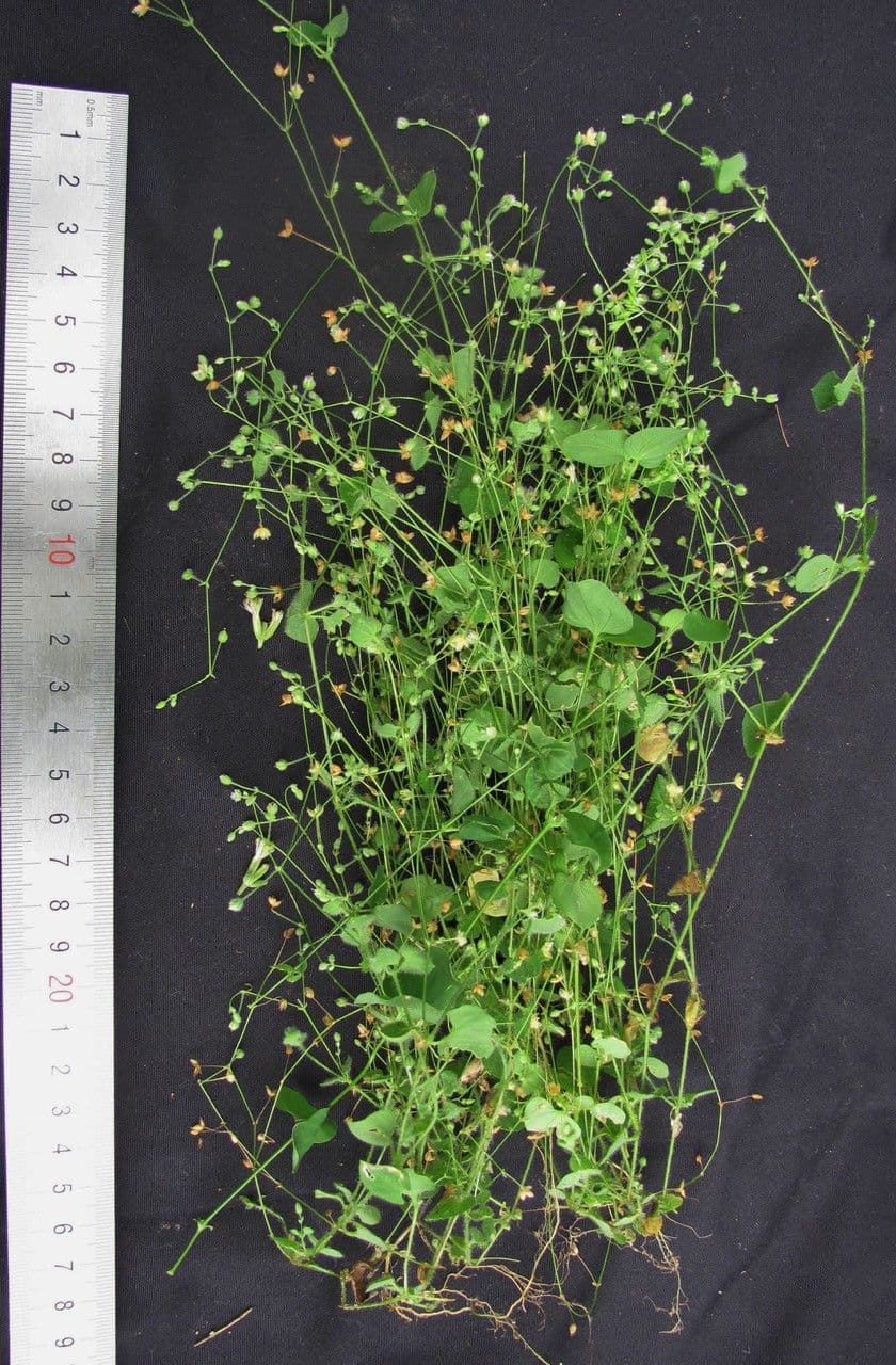 Drymaria cordata 19