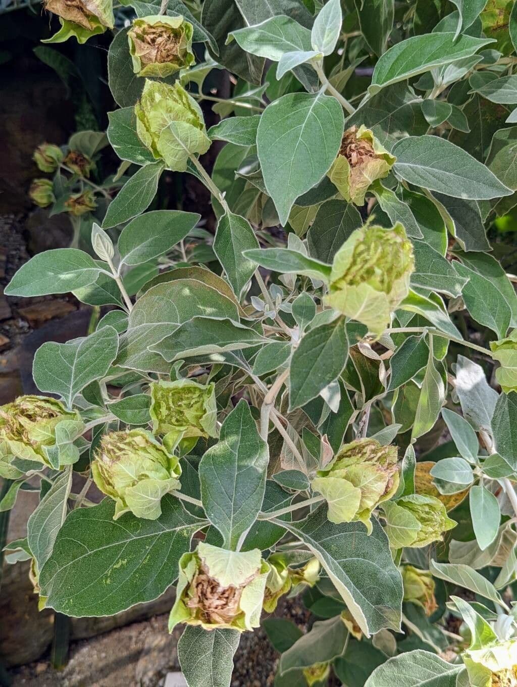 Barleria 8