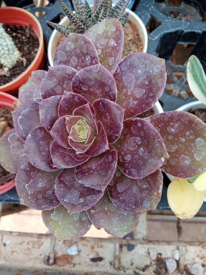 Aeonium 3