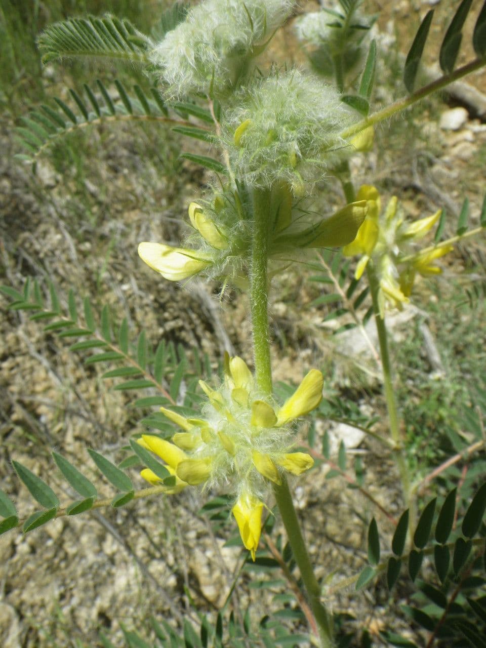 Astragale à queue de renard 9