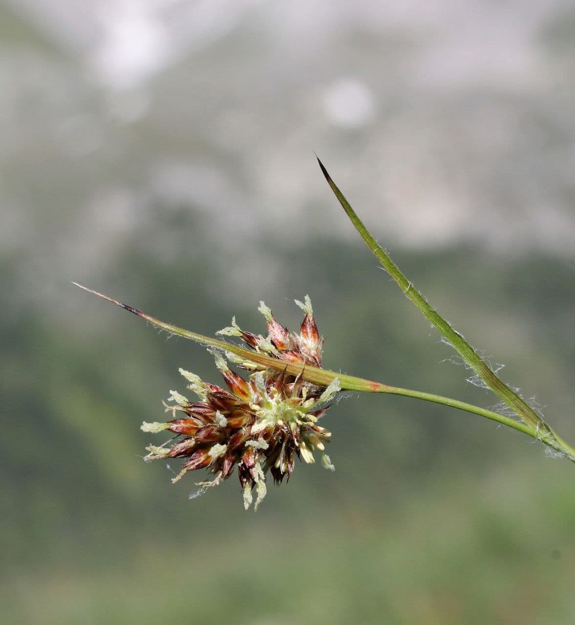 Junco pediforme 9