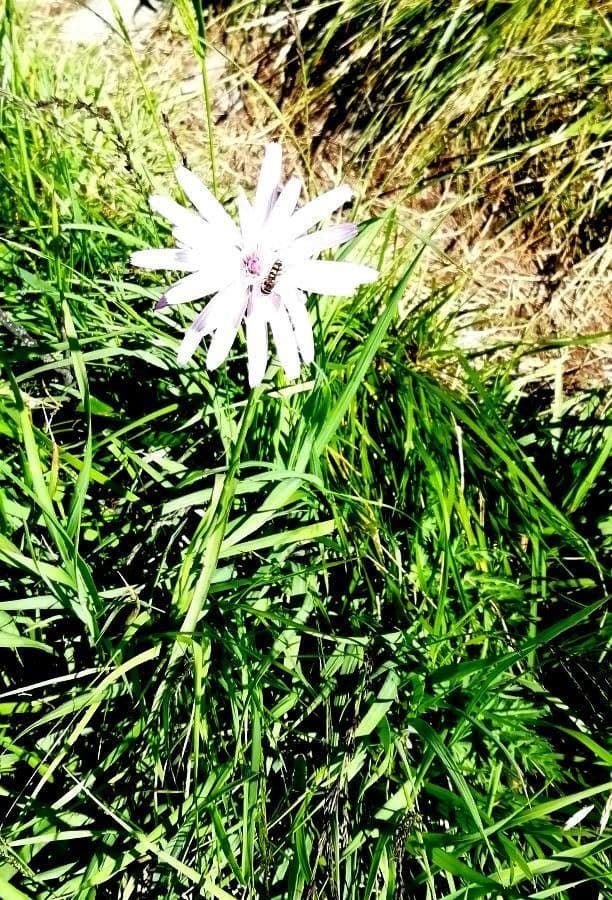 Podospermum 16