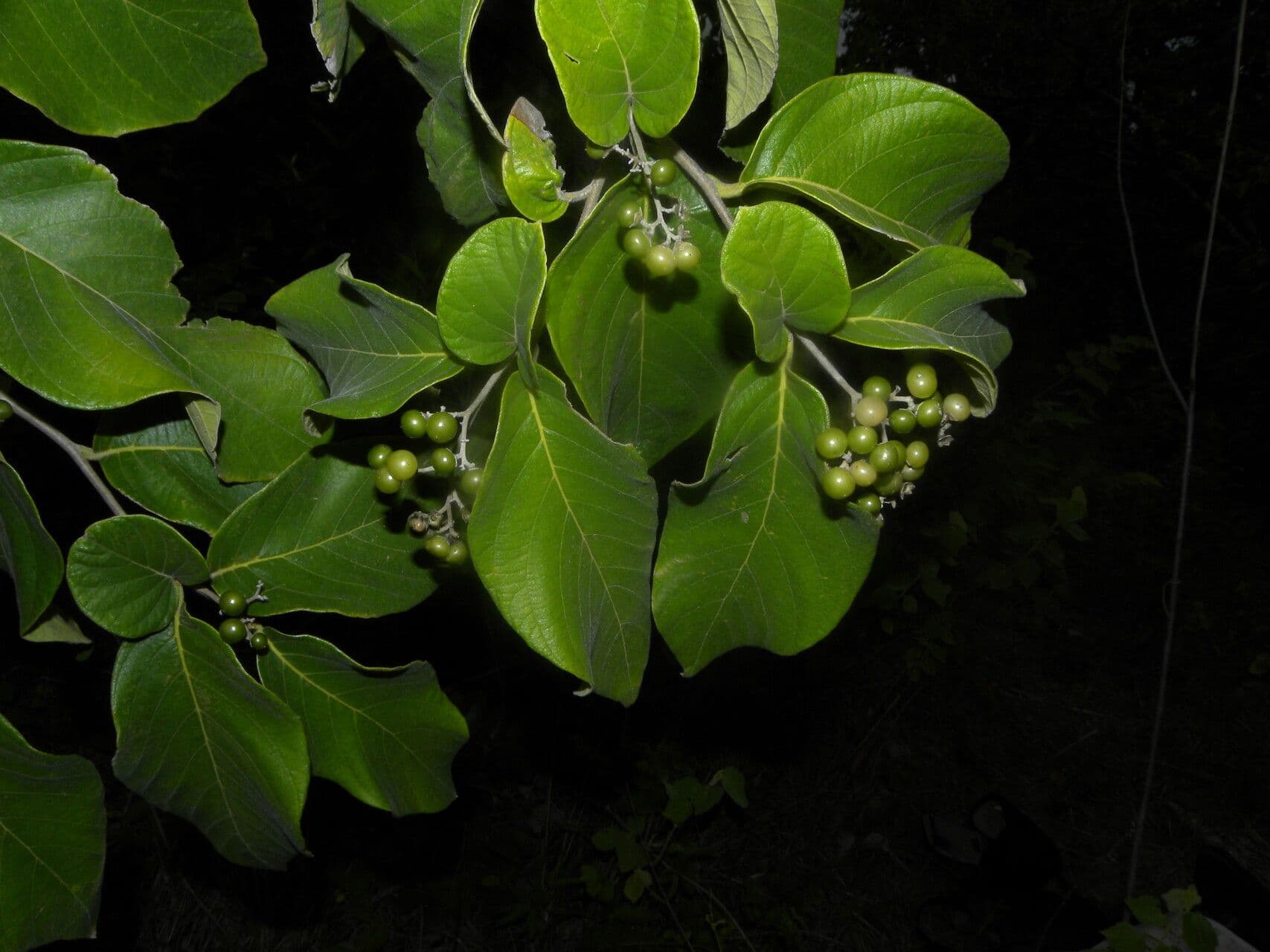 Cordia panamensis 5