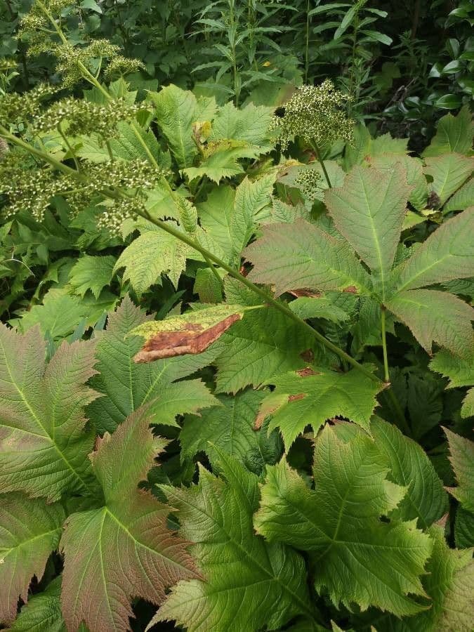 Rodgersia stopkatá 3