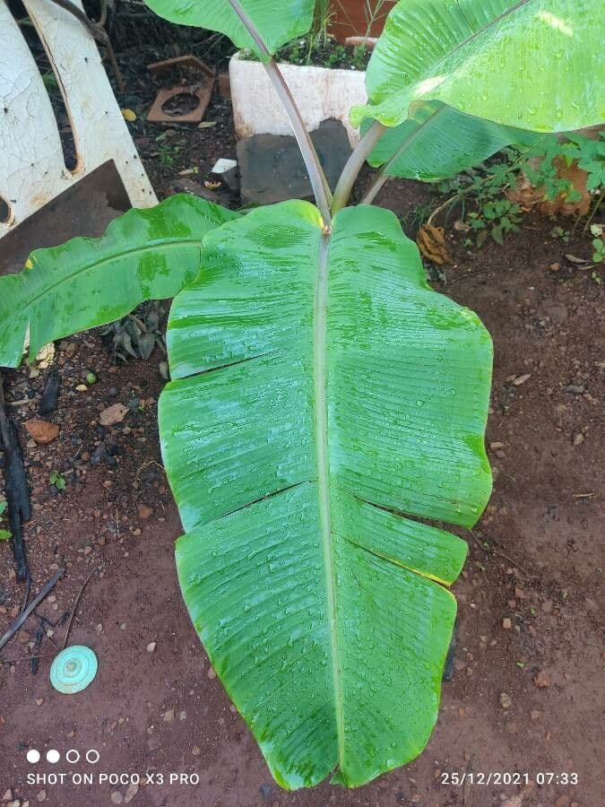 Bananovník“, “ 18