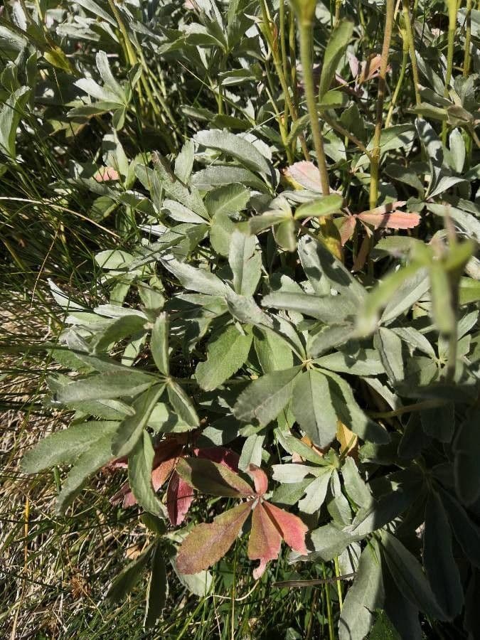 Potentilla valderiana 14