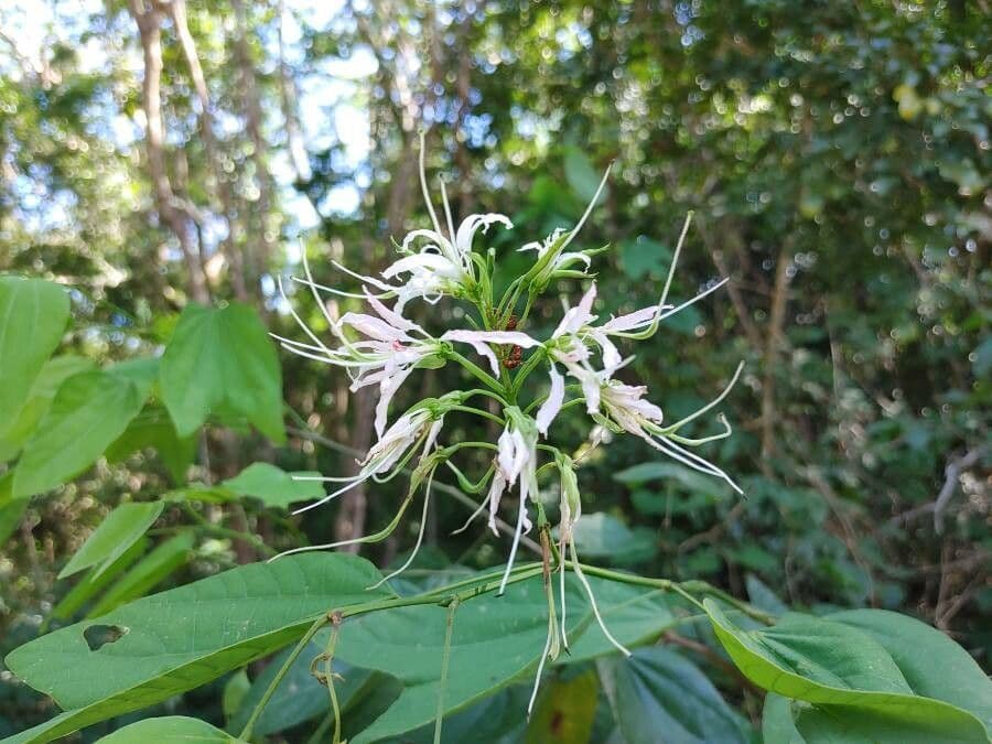 Bauhinia divaricata 4