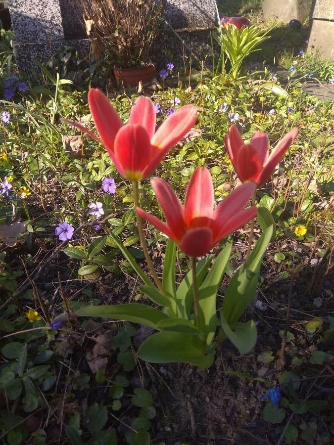 Tulipano ninfea 12