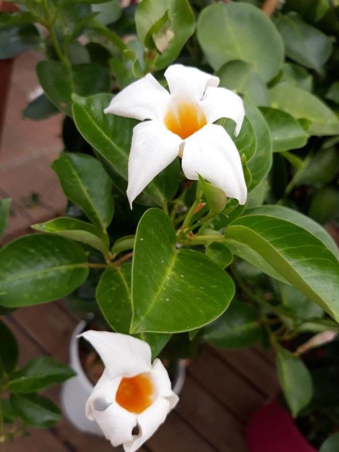 Chilenischer Jasmin 7