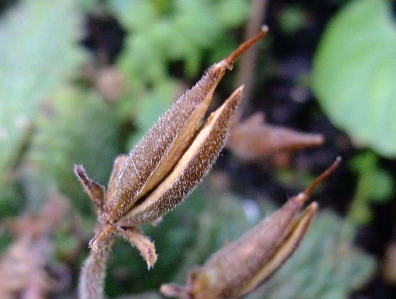 Ramonda Mycona