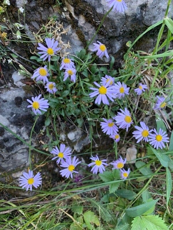 Fleabane