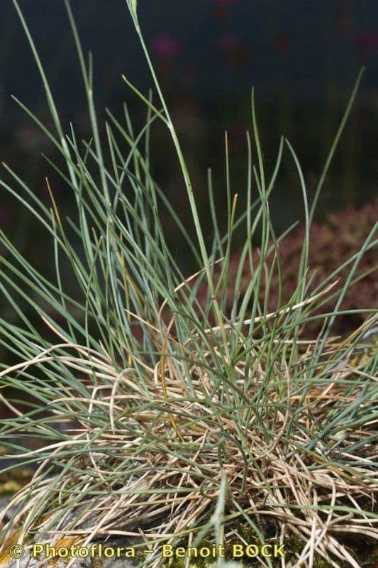 Festuca pallida 7