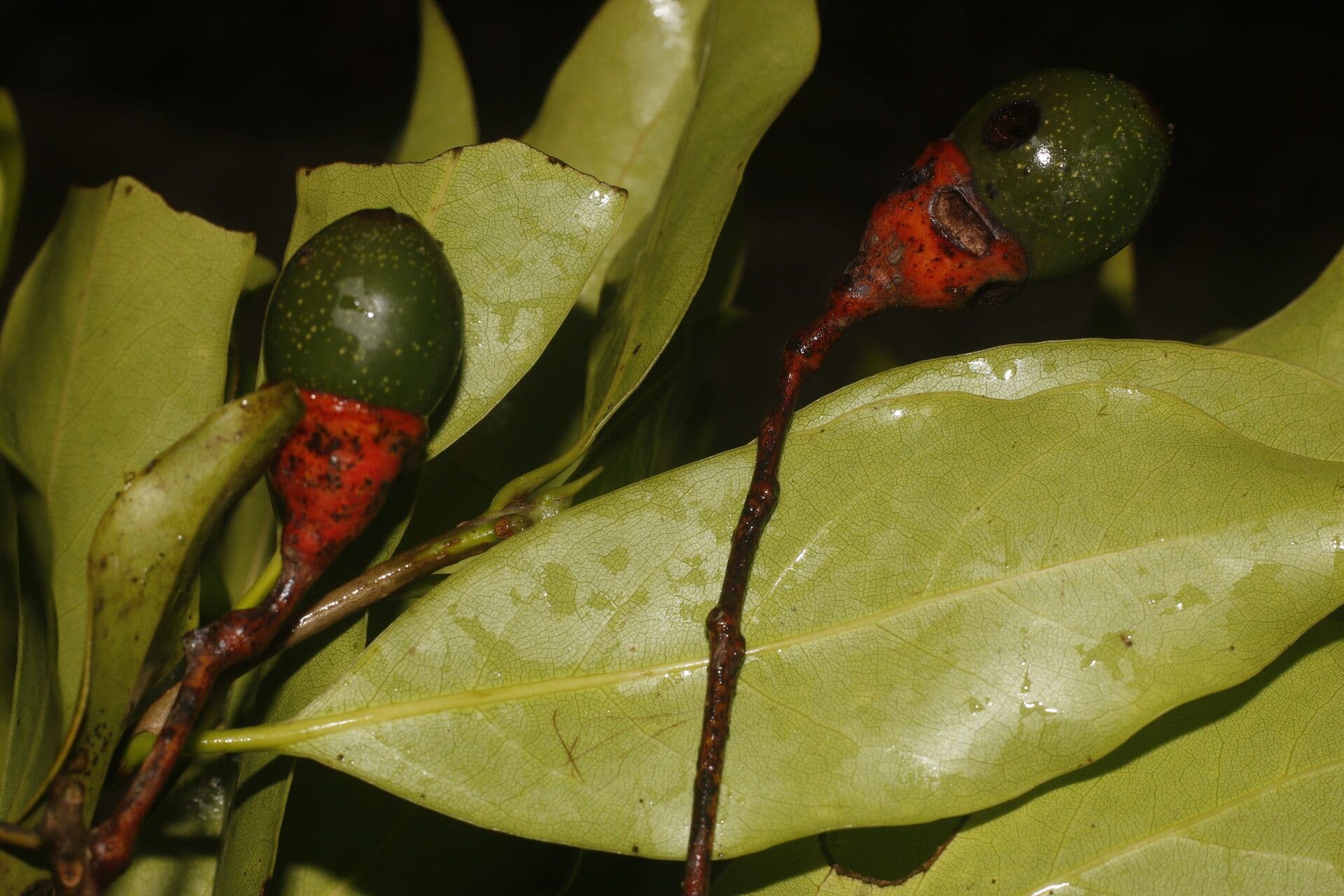 Veraguas-Mespilodaphne 4