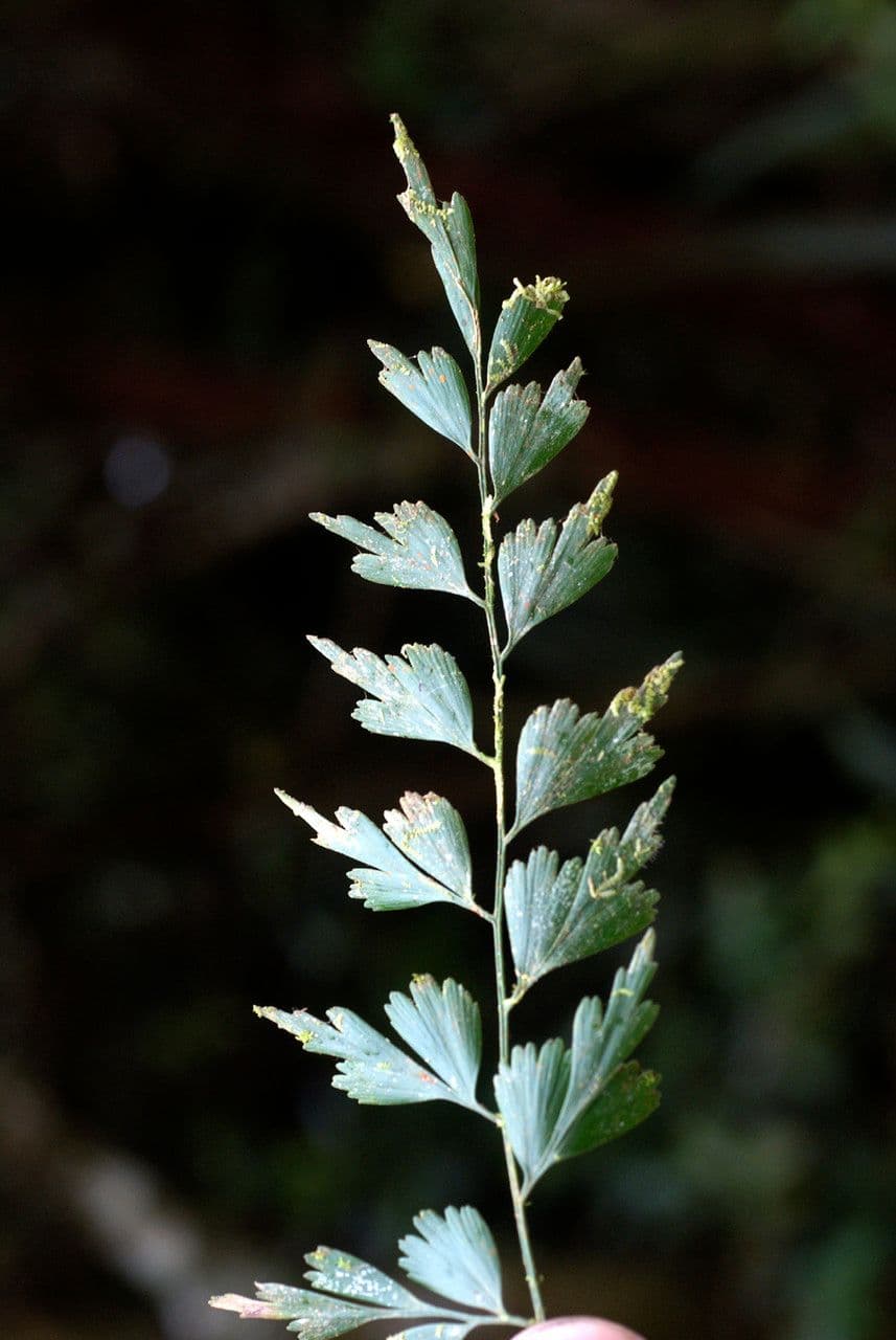 Asplénium 3