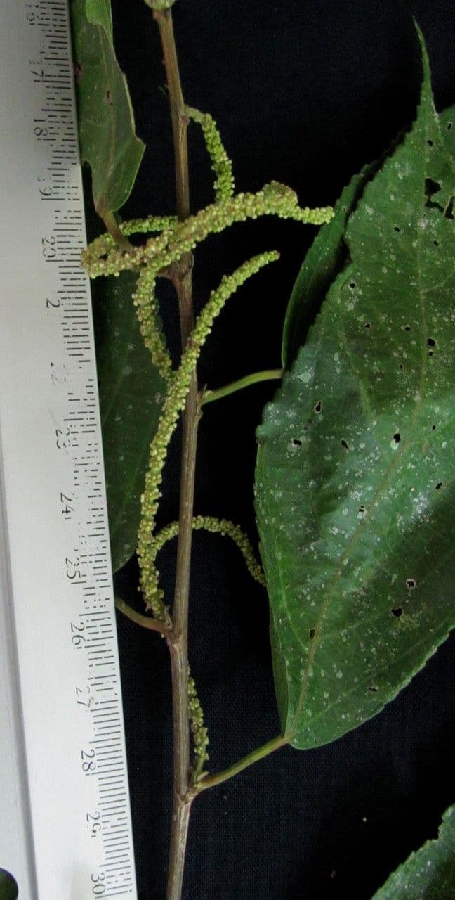 Acalypha diversifolia 4