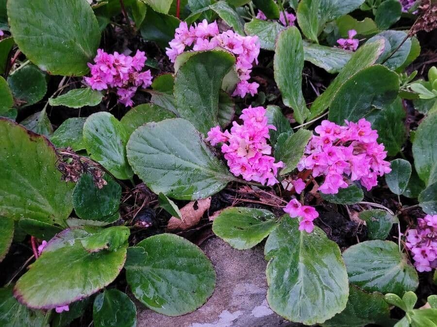Bergenia cordifolia 7