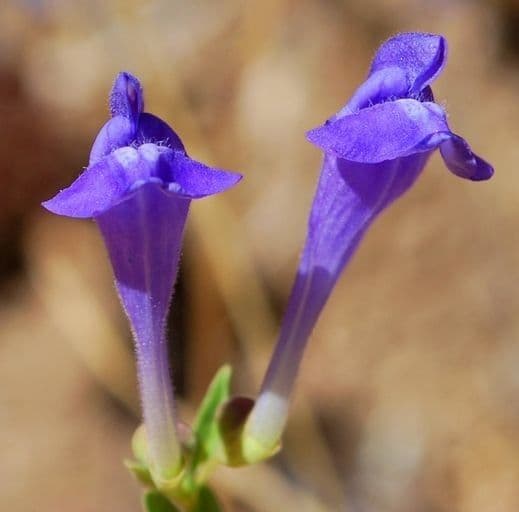 Scutellaria siphocampyloides 3