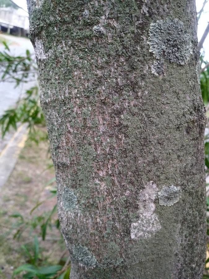 Sapium haematospermum 14