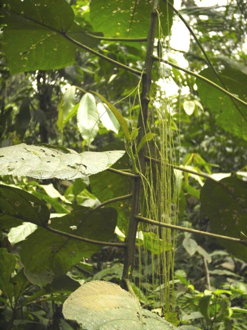 Myriocarpa longipes 12