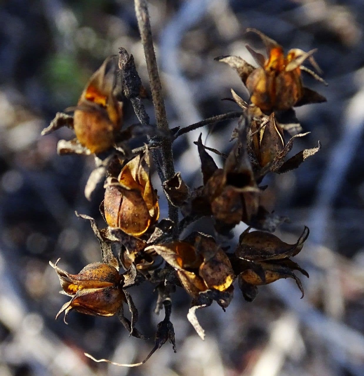 Keckiella cordifolia 10
