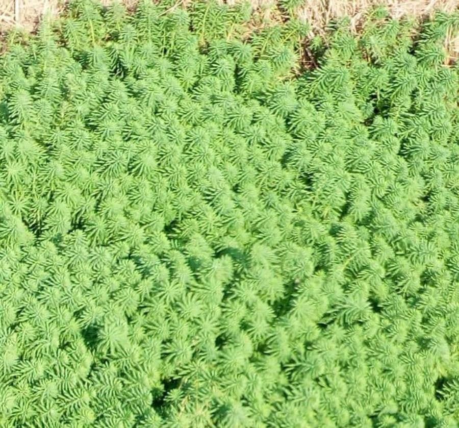 Millefoglio d'acqua 6