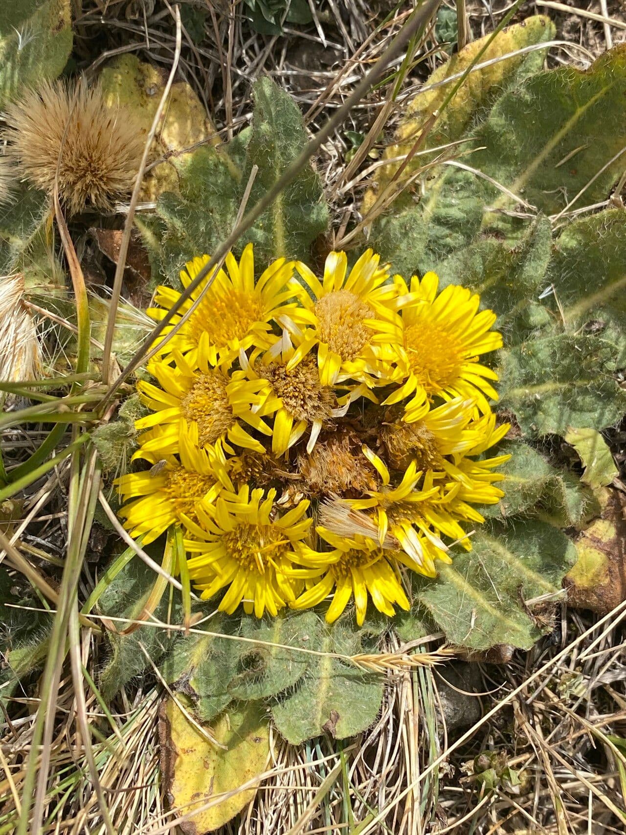 Inula 3