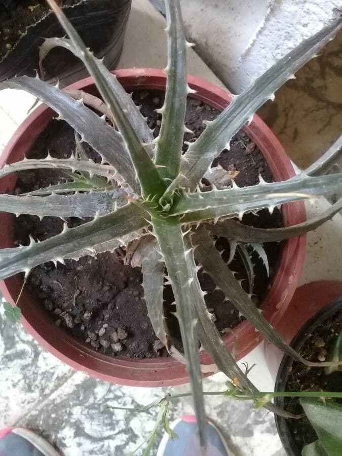 Dyckia 16