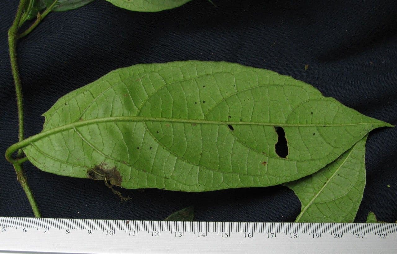 Lycianthes 15