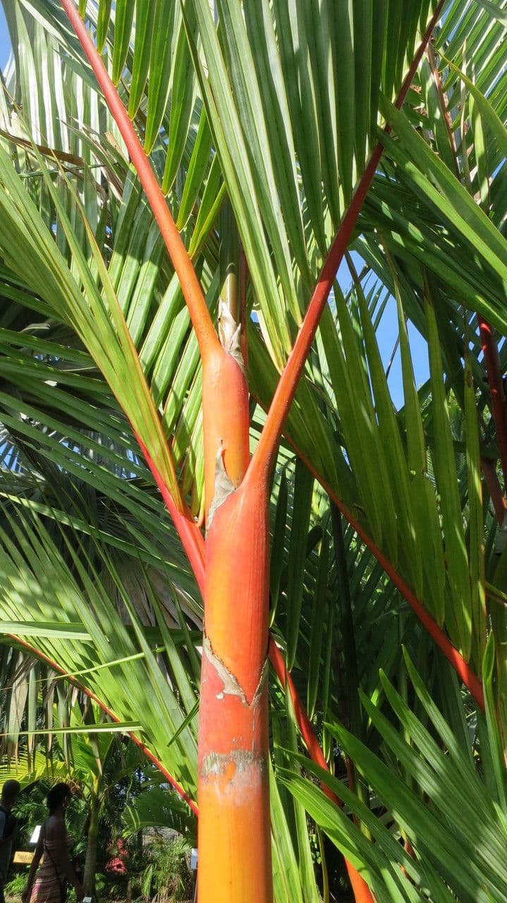 Palma rossetto 24