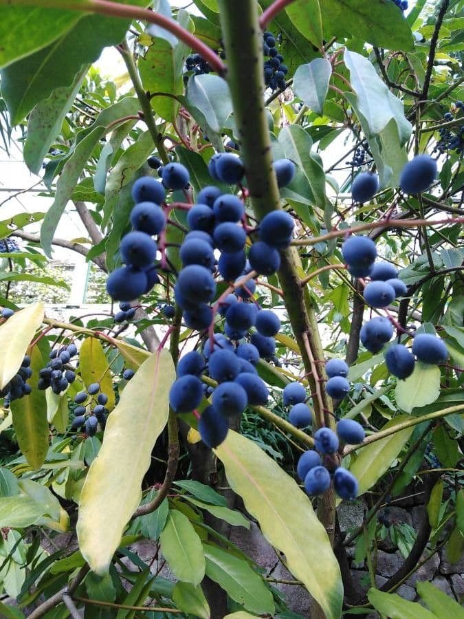 Ixora 4