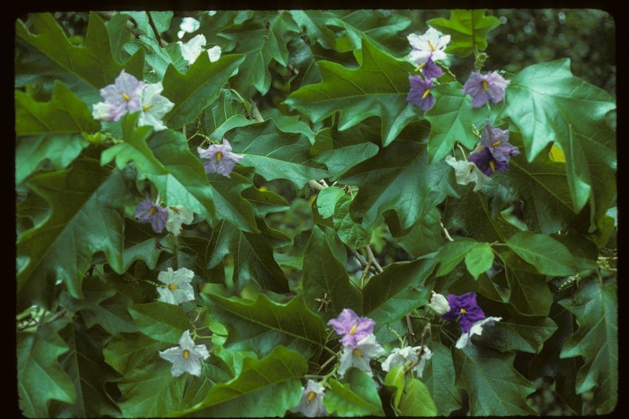 Solanum 12