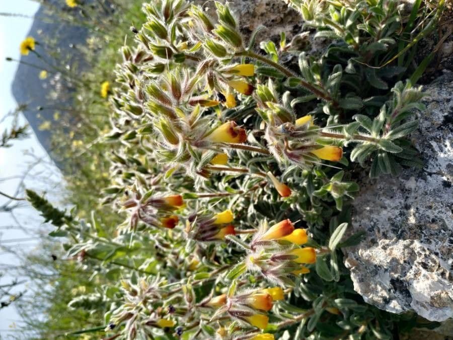 Goccia d'oro rocciosa 8