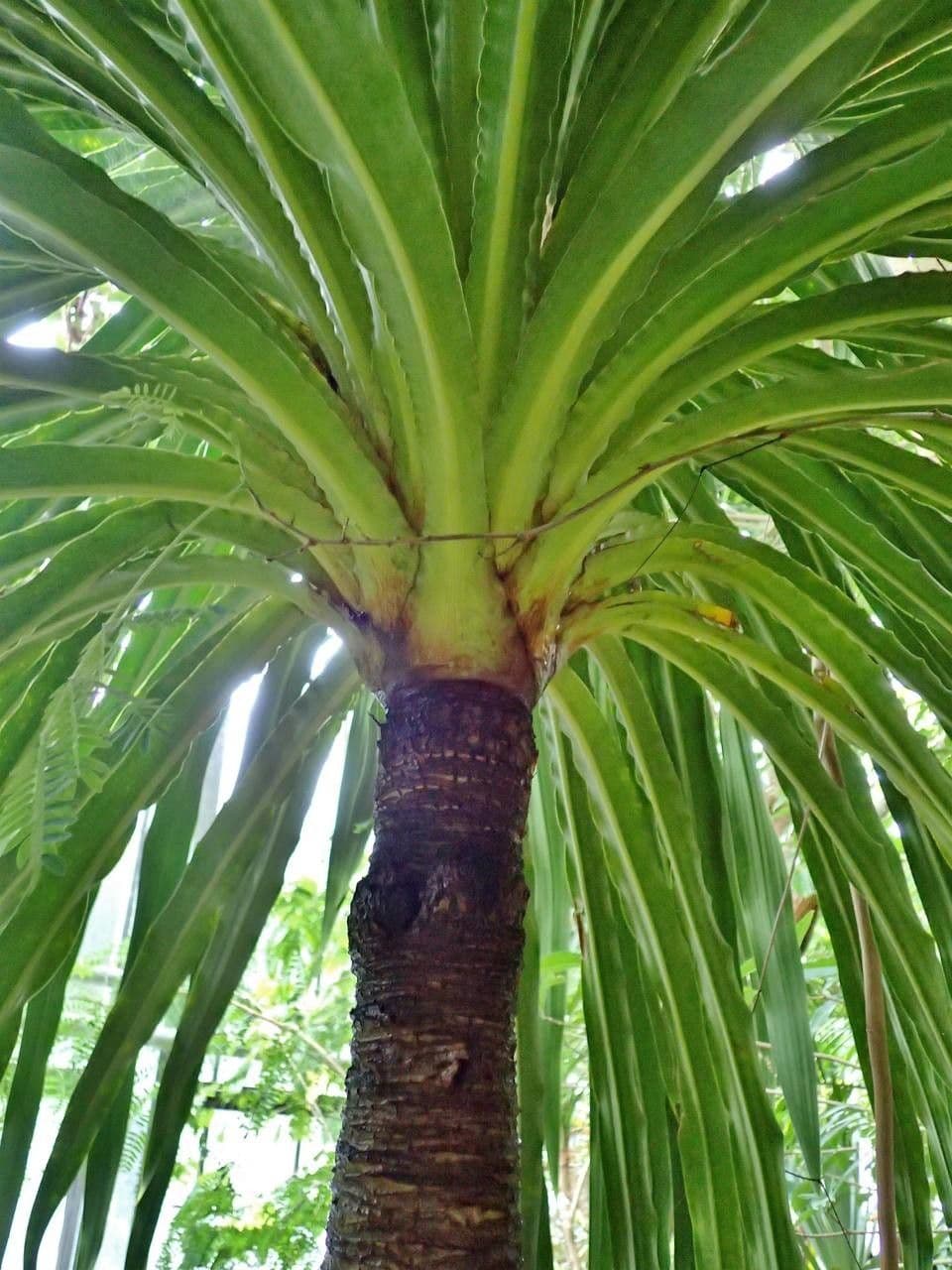 Drachenbaum 2