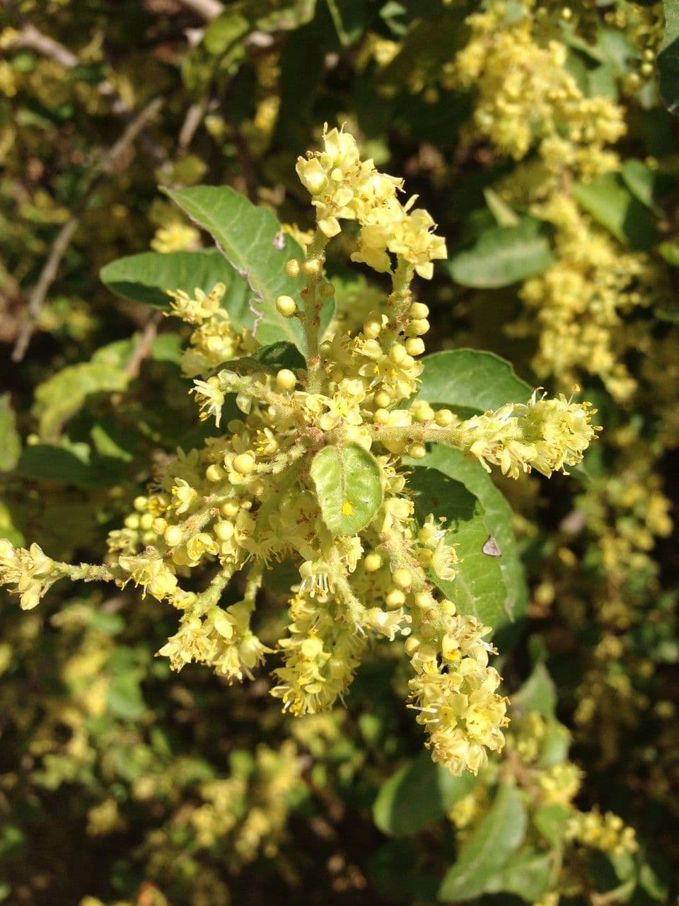 Schinus 15