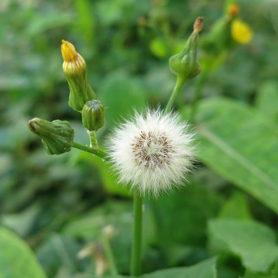 Crespigno comune 5