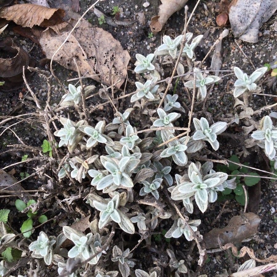 Sideritis 5