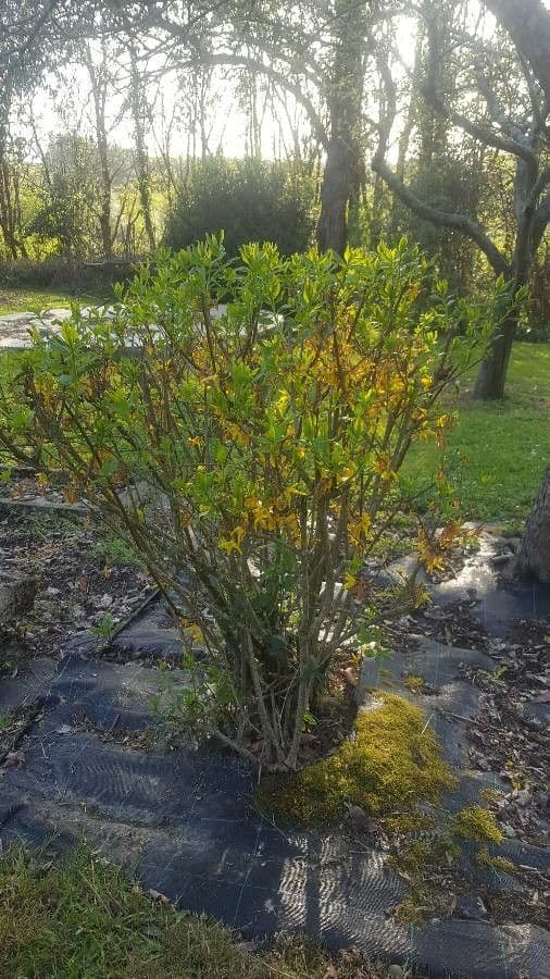 Forsythia pendula 9
