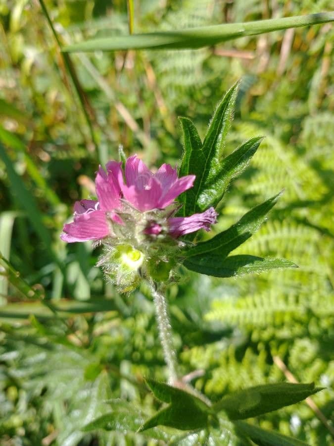 Sidalcea a stelo ispido