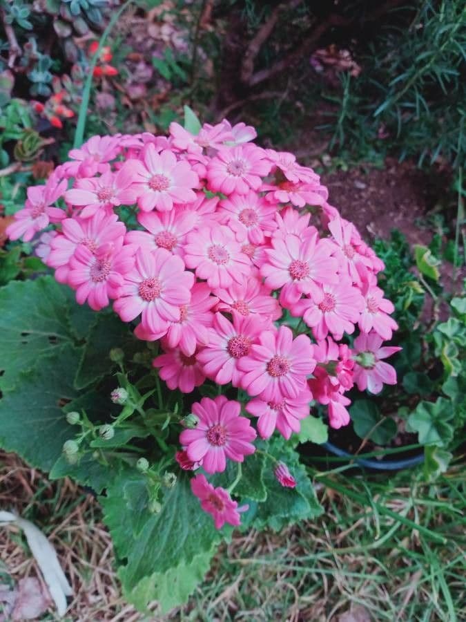 Pericallis 21