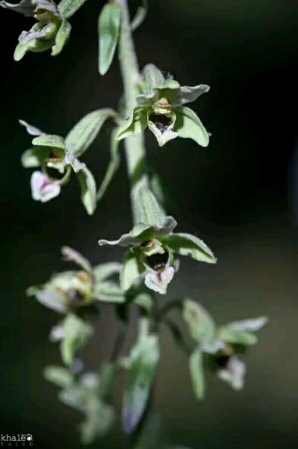 Epipactis