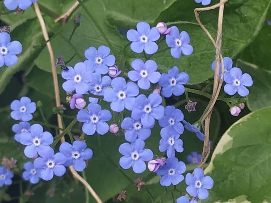 Brunnera macrophylla 5