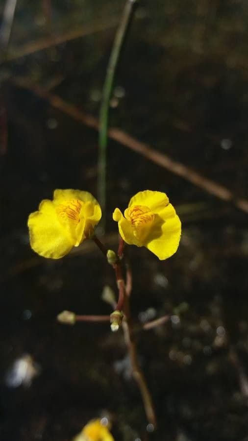 Utricularia común 3