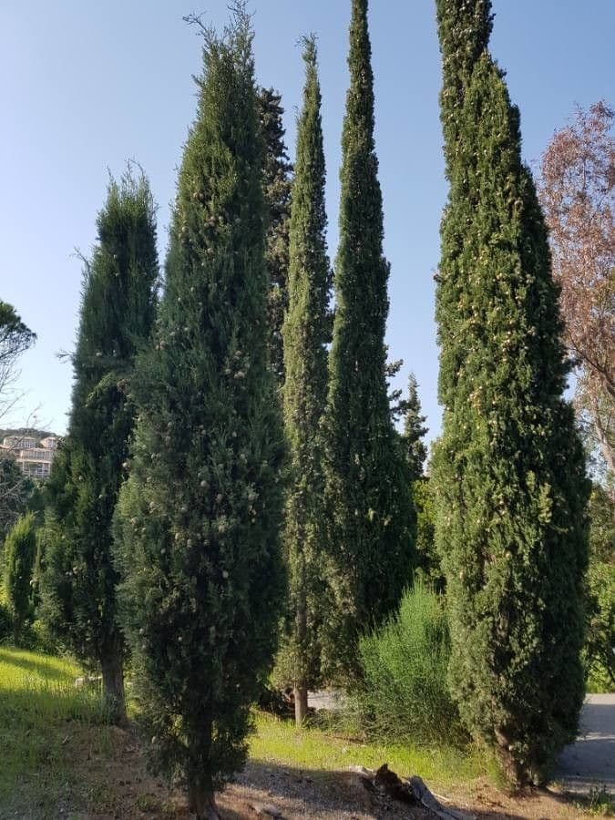 Cipresso comune 13