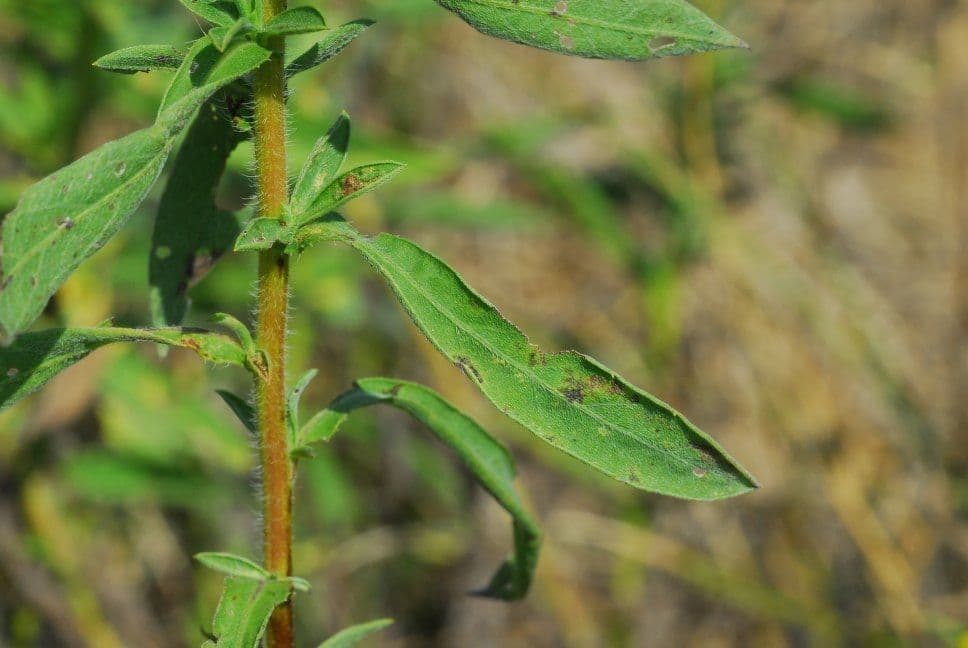 Heterotheca 3