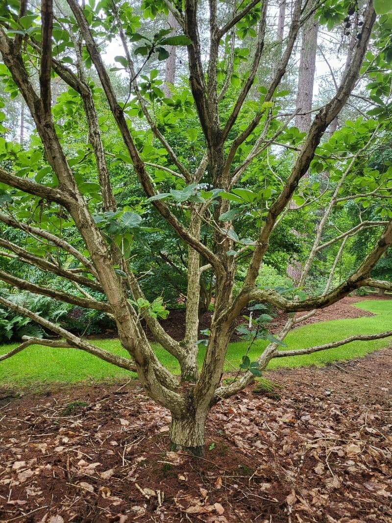 Quercia 15